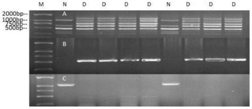 A method for identification of leaf defoliation and non-defoliation strains of Verticillium dahliae in cotton