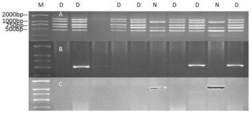 A method for identification of leaf defoliation and non-defoliation strains of Verticillium dahliae in cotton