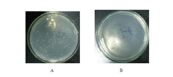 Antibacterial type inorganic whisker functional composite as well as preparation method and application thereof