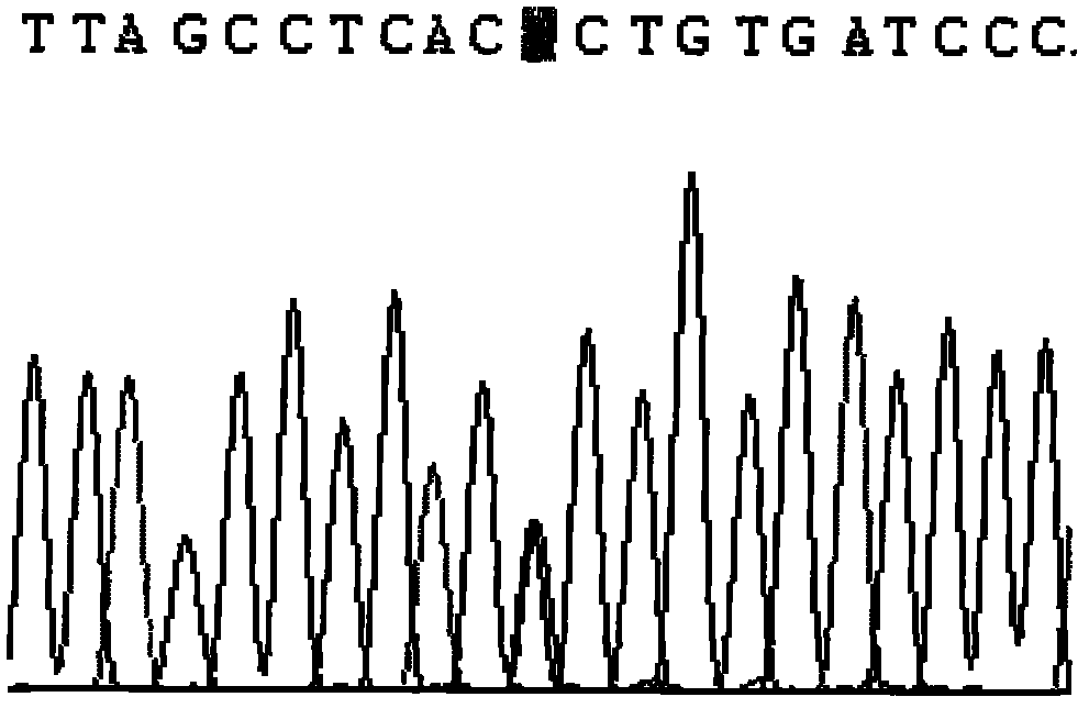 CYP2C9 gene segment comprising 448C&gt;T, coded protein segment and application thereof