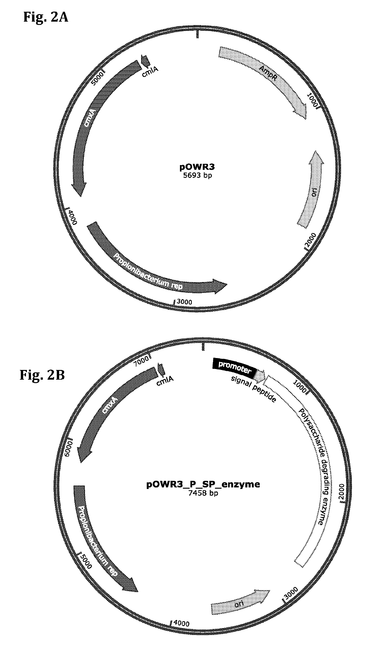 Lactic acid-utilizing bacteria genetically modified to secrete polysaccharide-degrading enzymes