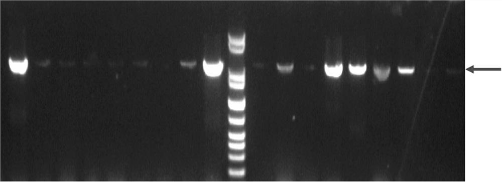 Application of Trichoderma reesei cellulase transcription inhibitor 70351 and method for improving cellulase expression and enzyme activity