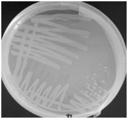 Salt-tolerant bacillus subtilis for producing acetoin and application of salt-tolerant bacillus subtilis