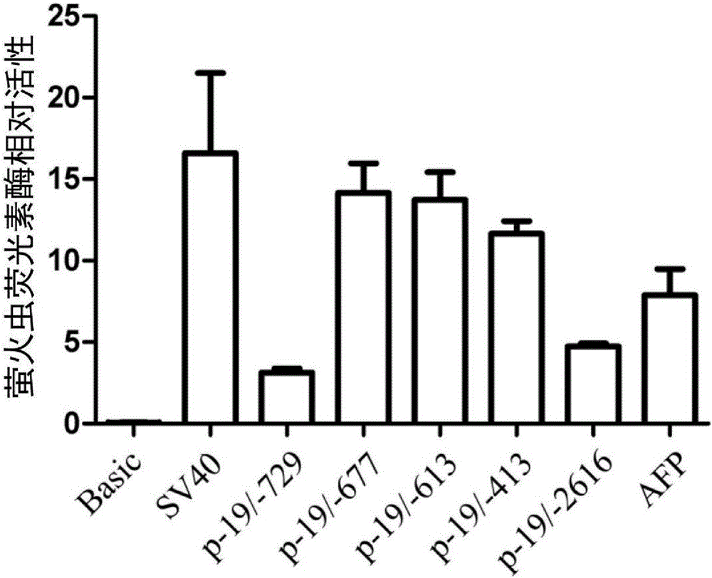 Construction method and application of oncolytic adenovirus targeting liver cancer