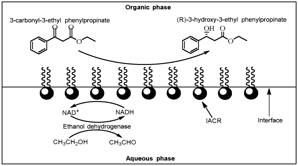 Carbonyl reductase with self-assembled interface, and application of same in synthesis of (R)-3-hydroxy-3-phenylpropionic acid ethyl ester