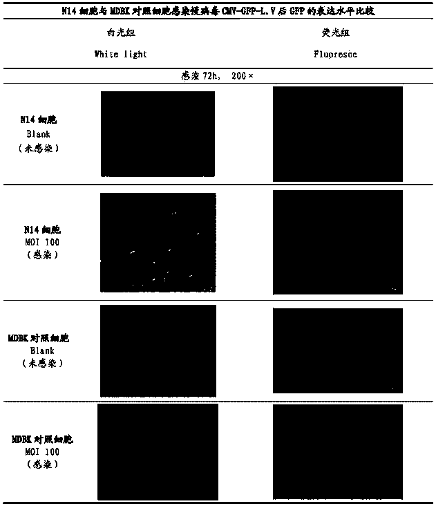 SiRNA for bovine trim5alpha gene silencing and application of siRNA