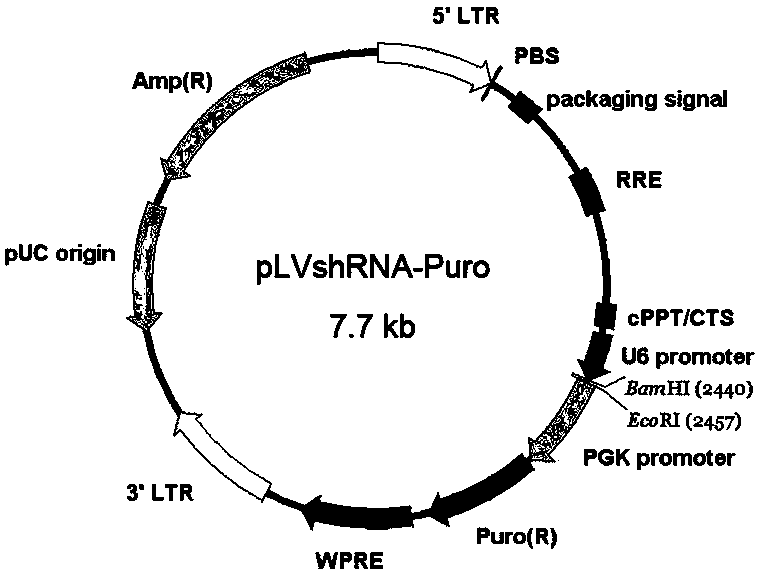 SiRNA for bovine trim5alpha gene silencing and application of siRNA