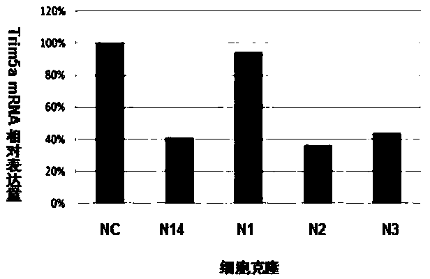 SiRNA for bovine trim5alpha gene silencing and application of siRNA