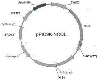 Recombinant human collagen and its coding gene and preparation method thereof