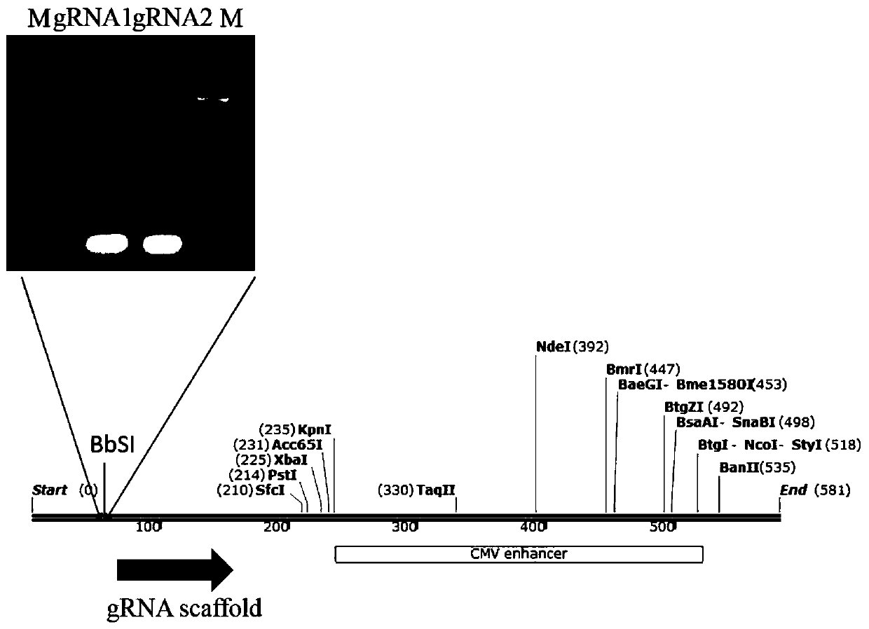 Dairy cow mammary gland endothelial cell line under ACADSB gene knockout and construction method of cell line