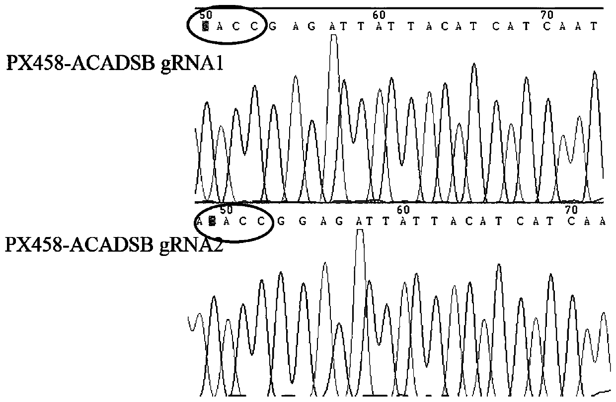 Dairy cow mammary gland endothelial cell line under ACADSB gene knockout and construction method of cell line