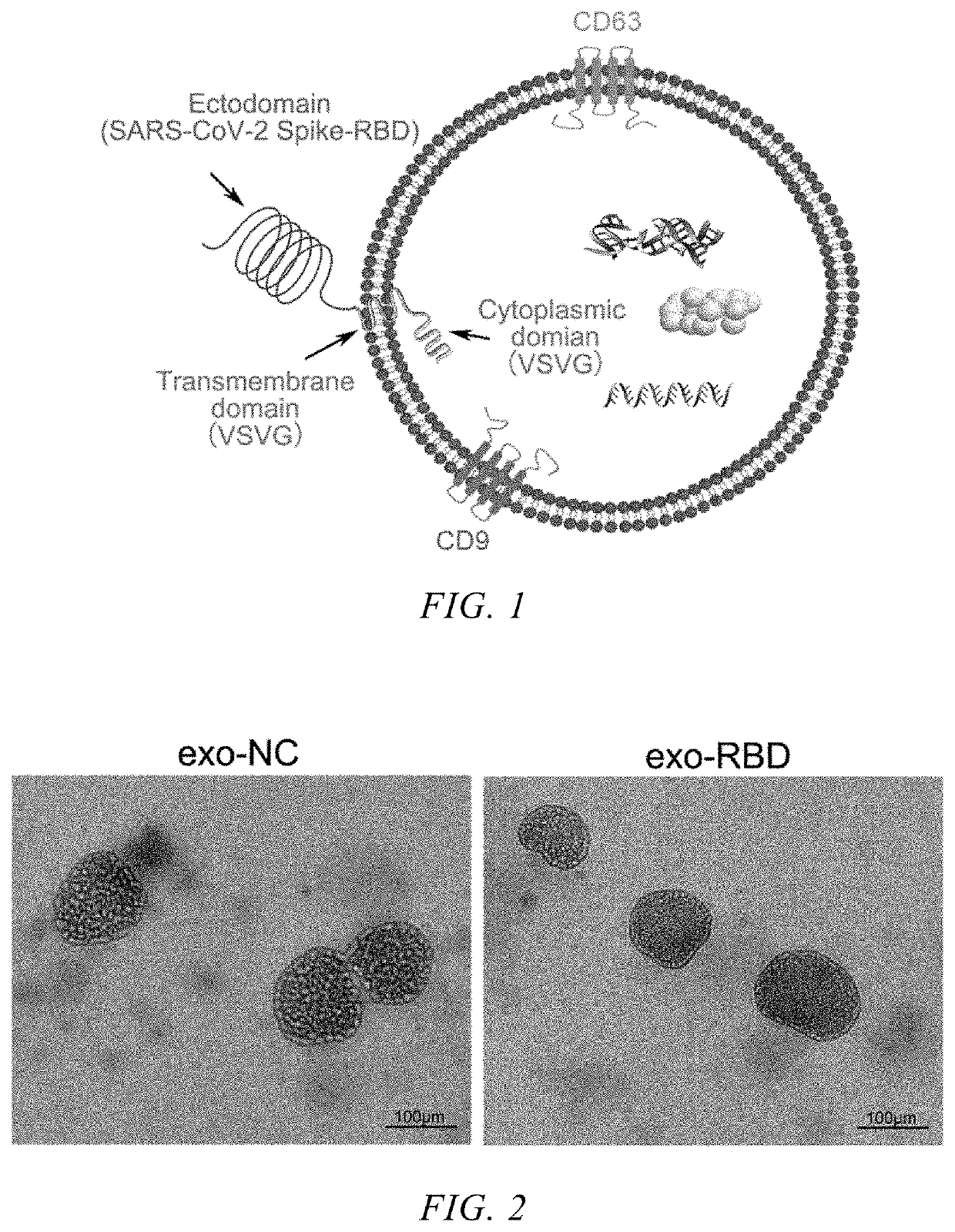 Targeted exosome based on rbd region of sars-cov-2 s protein and preparation method thereof