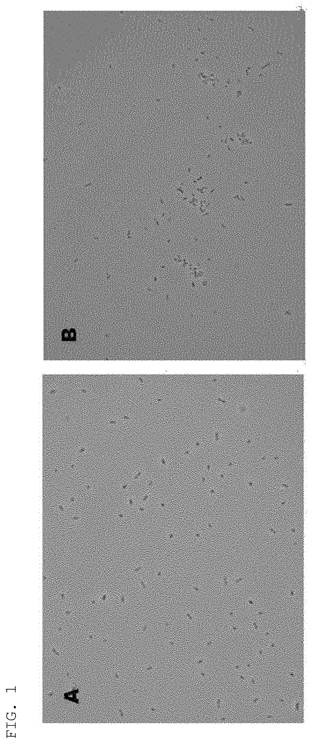 Akkermansia muciniphila eb-amdk19 strain and use thereof