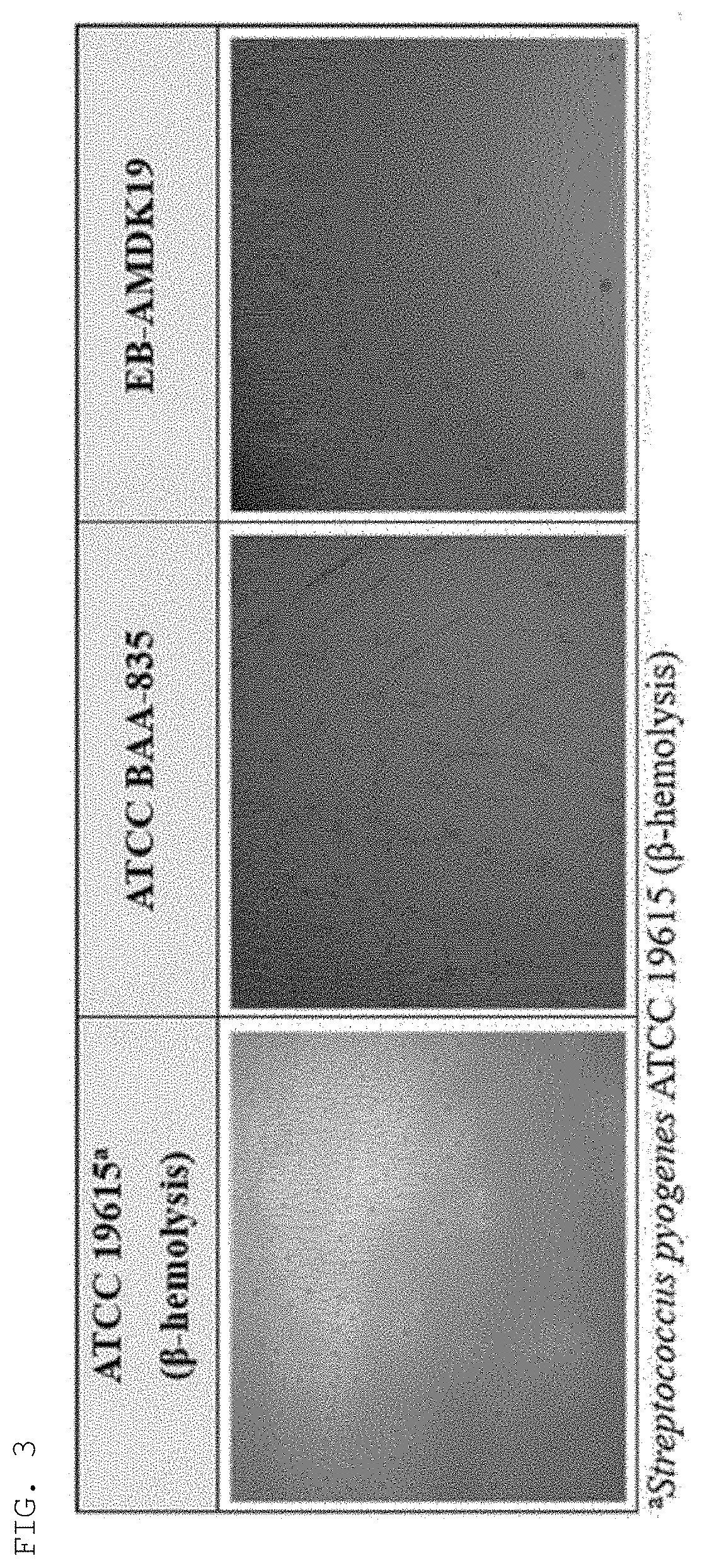 Akkermansia muciniphila eb-amdk19 strain and use thereof