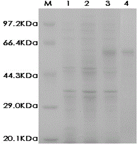 Monoclonal antibody of toxoplasma gondii resistant MIC3 protein and application monoclonal antibody