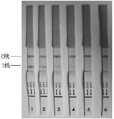 Monoclonal antibody of toxoplasma gondii resistant MIC3 protein and application monoclonal antibody