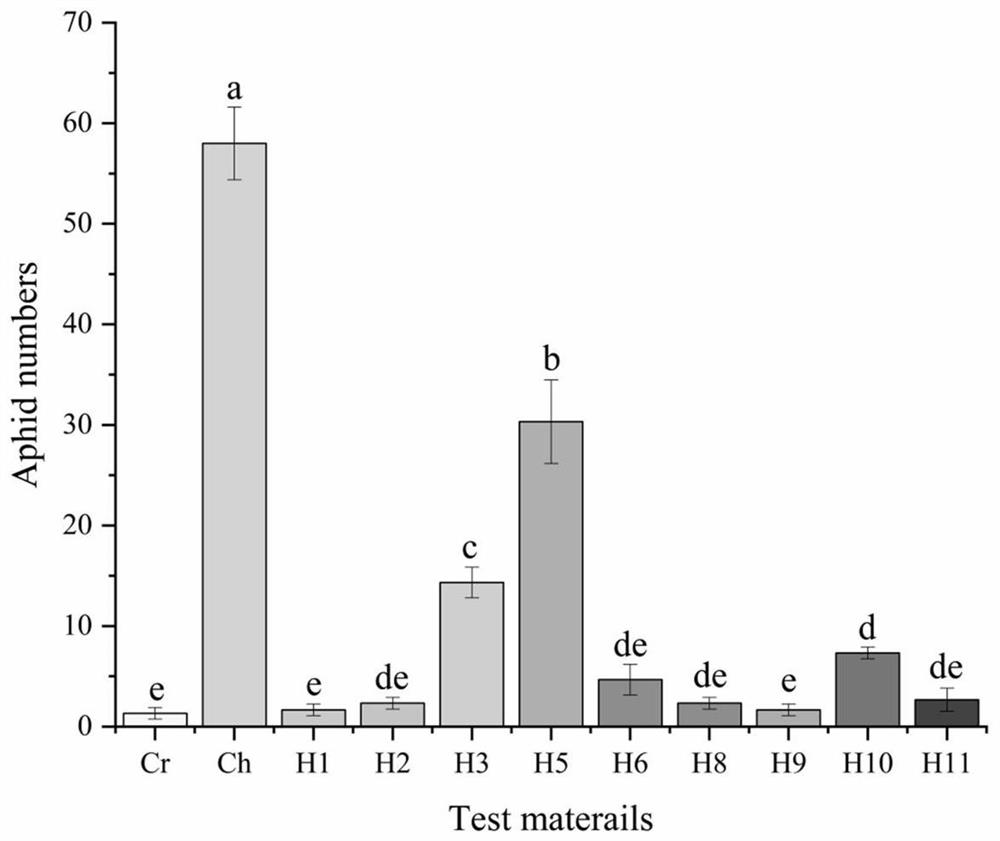 Method for screening volatile matter for repelling macrosiphum avenae from chrysanthemum filial generation population