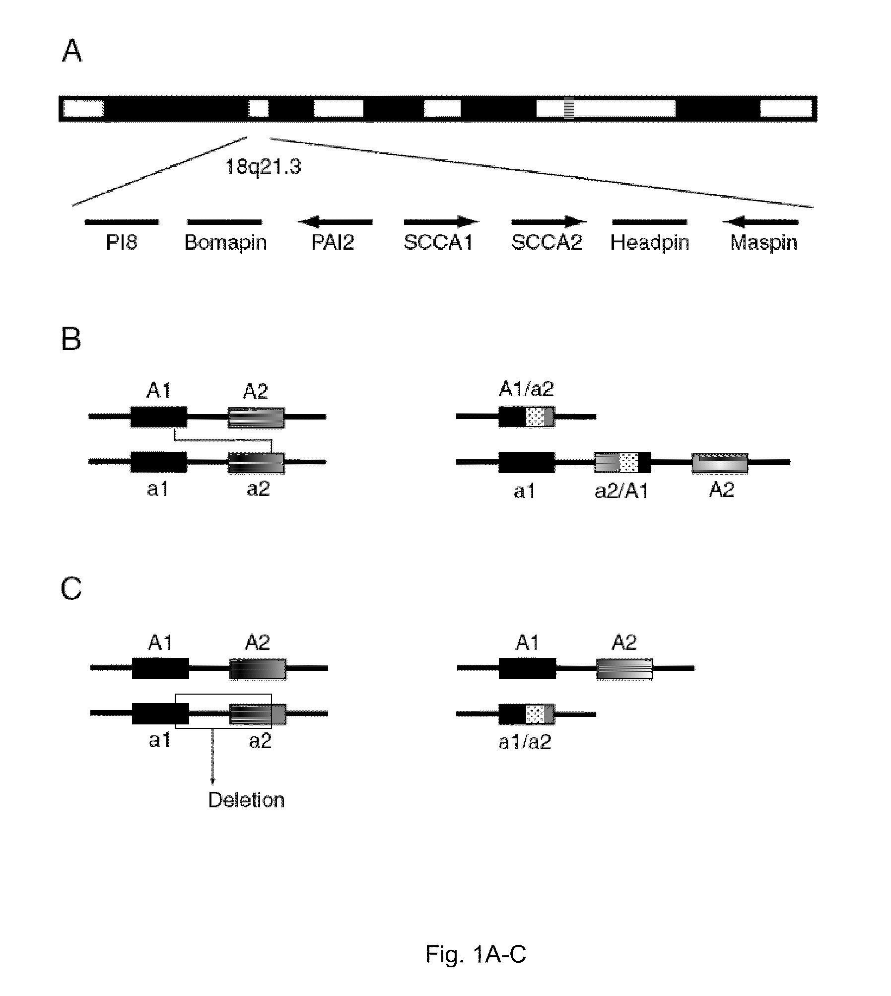 Rearranged squamous cell carcinoma antigen genes ii