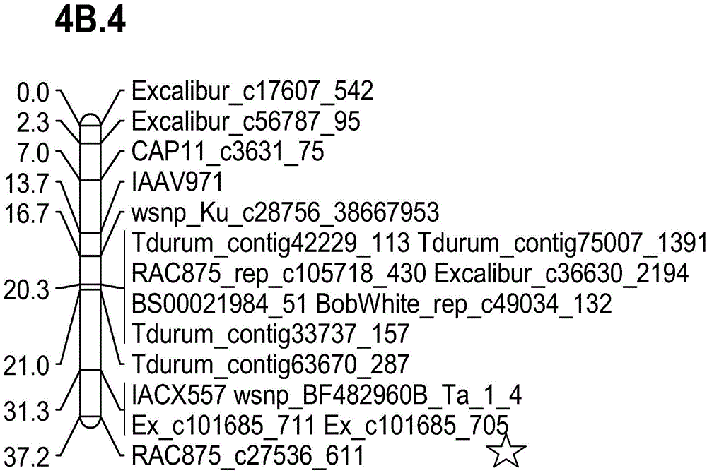 Wheat 4B chromosome grain weight QGW4B-CAPS molecular marker and application thereof