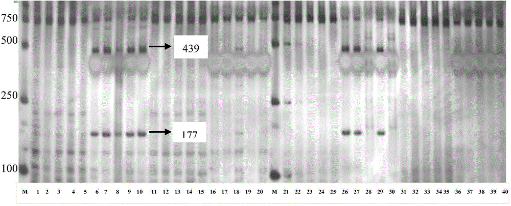 Wheat 4B chromosome grain weight QGW4B-CAPS molecular marker and application thereof