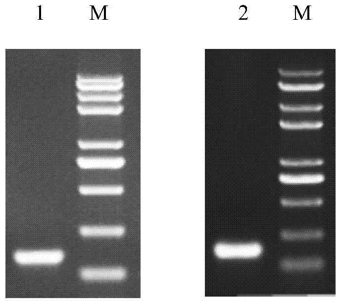 A multi-species universal ELISA kit for differential diagnosis of foot-and-mouth disease virus infection