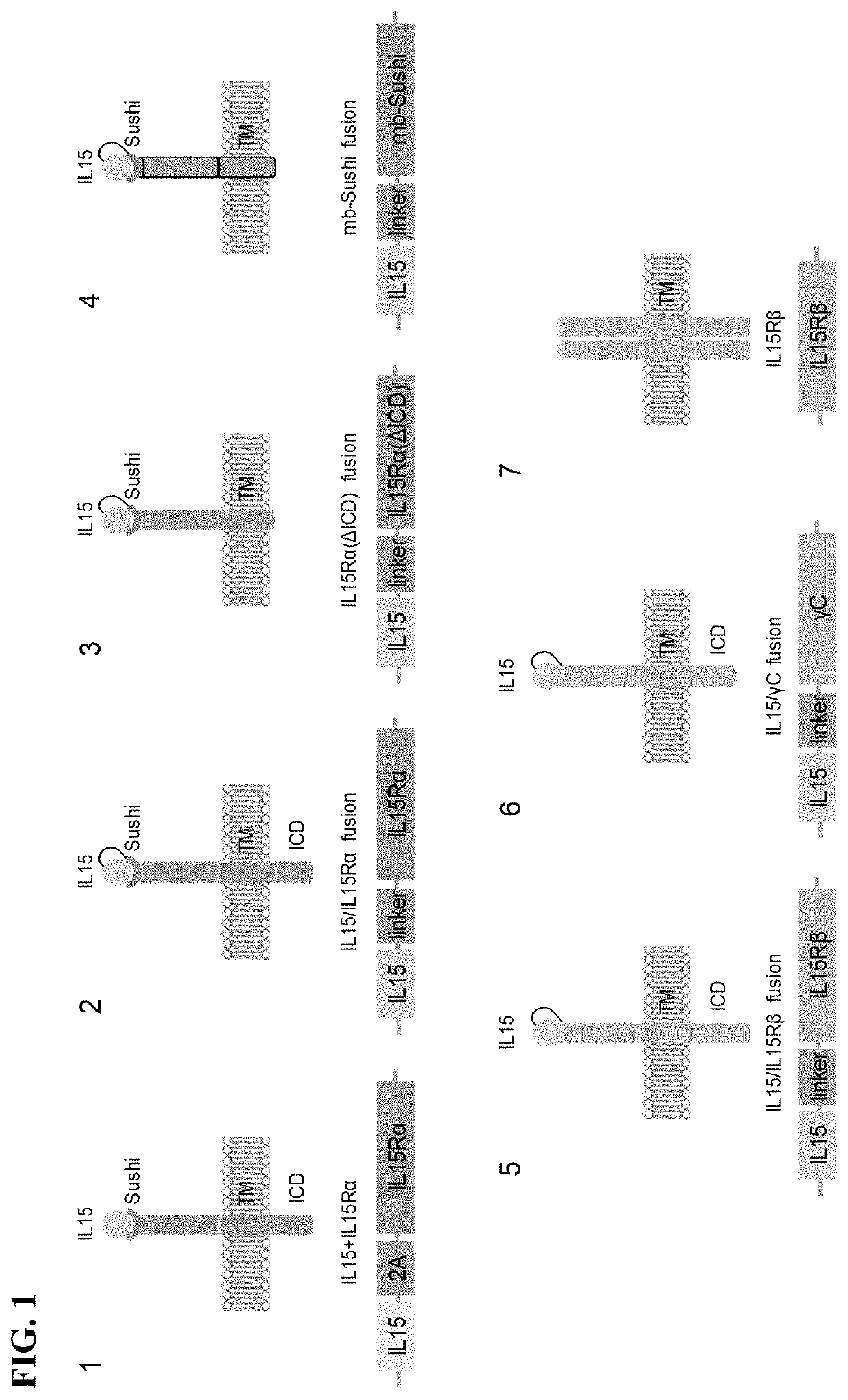 Immune effector cell engineering and use thereof