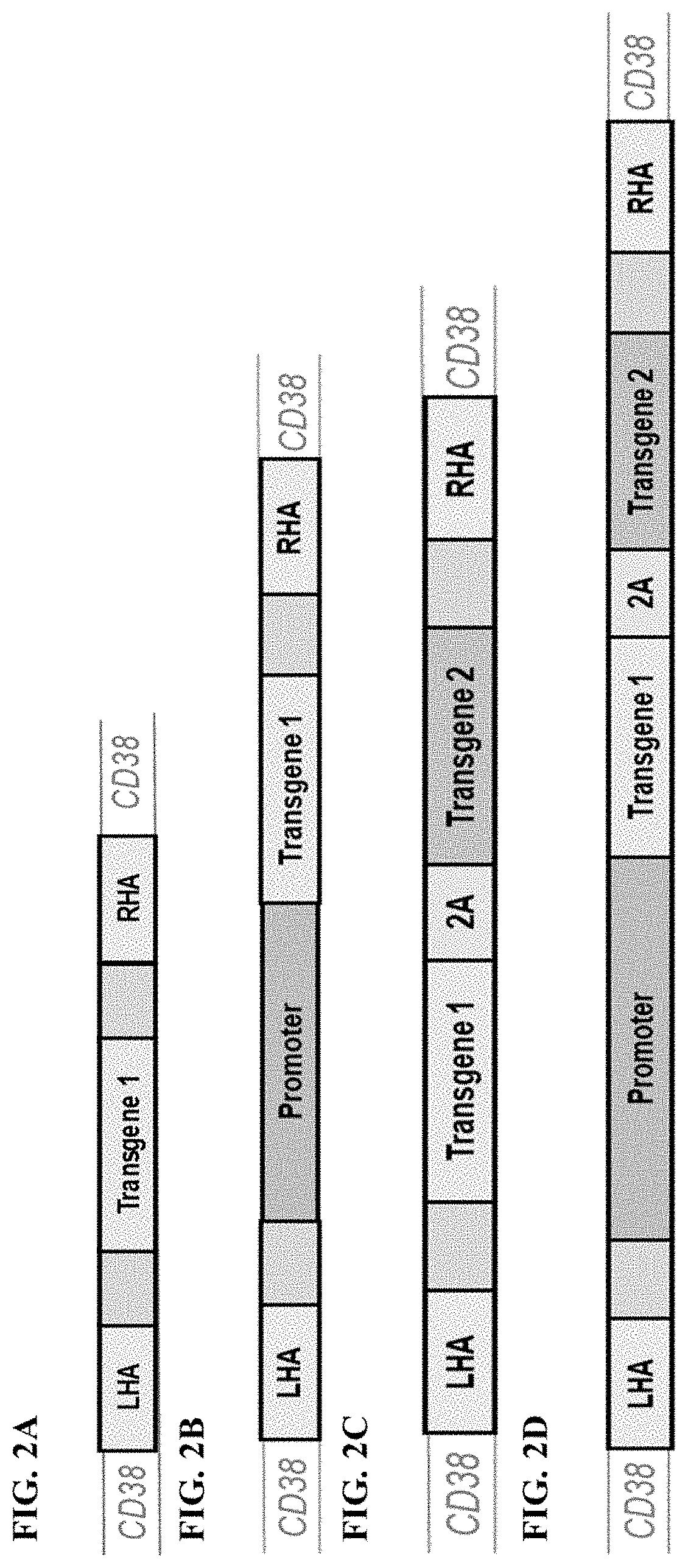 Immune effector cell engineering and use thereof