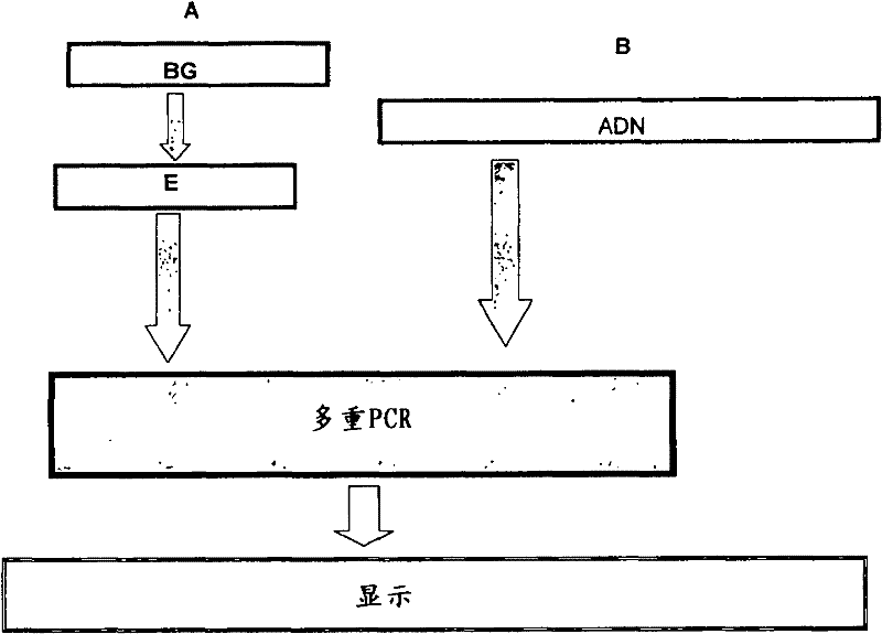 Tjn molecular kit for diagnosing virulent strains of helicobacter pylori