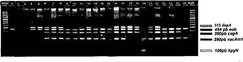 Tjn molecular kit for diagnosing virulent strains of helicobacter pylori