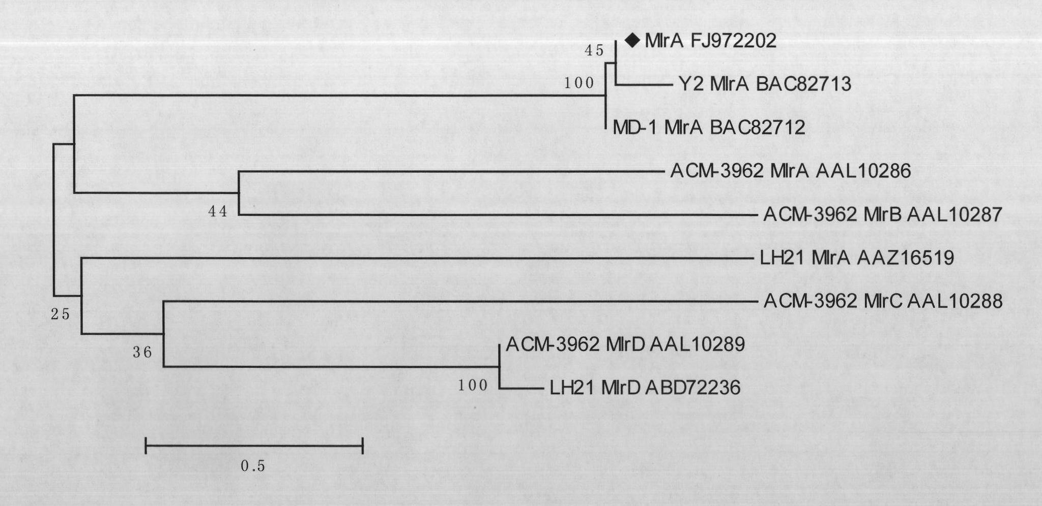 Method for testing microcystin (MC) toxin in M1rA gene cDNA sequence, deduced amino acid and water body