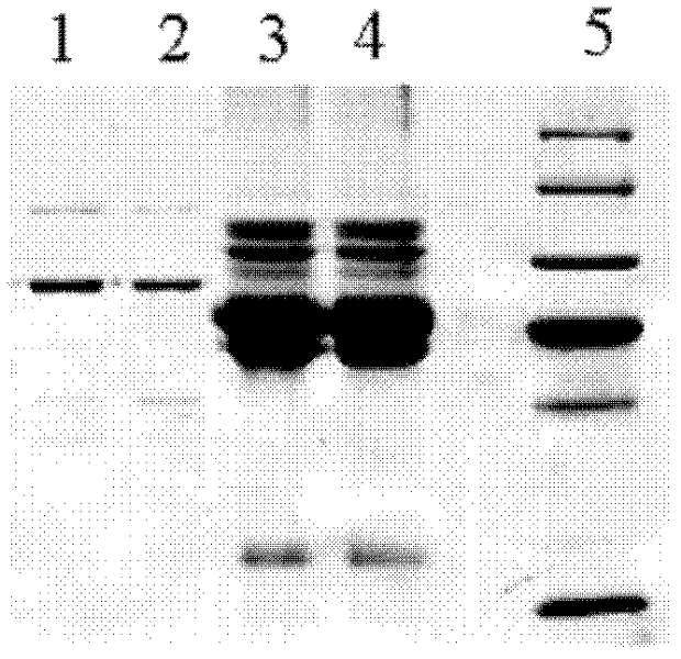 Queen bee intestinal enzyme and its preparation method and application