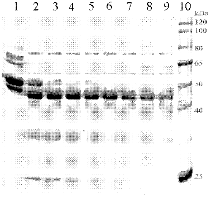 Queen bee intestinal enzyme and its preparation method and application