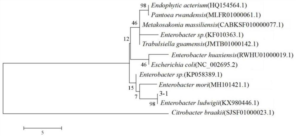 Phosphate solubilizing bacterium 3-1 and application thereof in phosphate dissolving