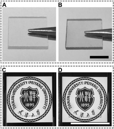 Red phosphorus/zinc oxide heterojunction film for realizing photocatalysis disinfection by utilizing screen LED light, and preparation method and application thereof