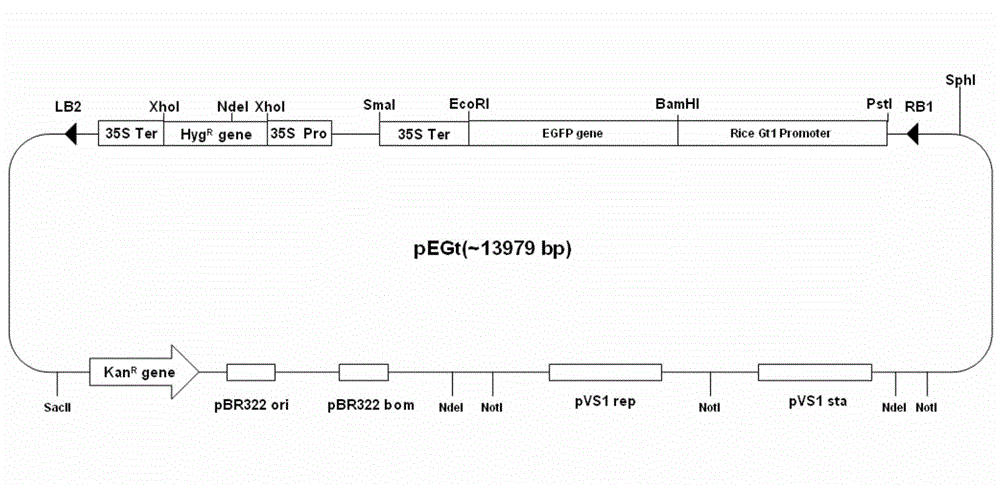 Universal type breeding method for rice engineering maintainer line, and application thereof in propagation of ordinary nucleic male sterility lines of rice