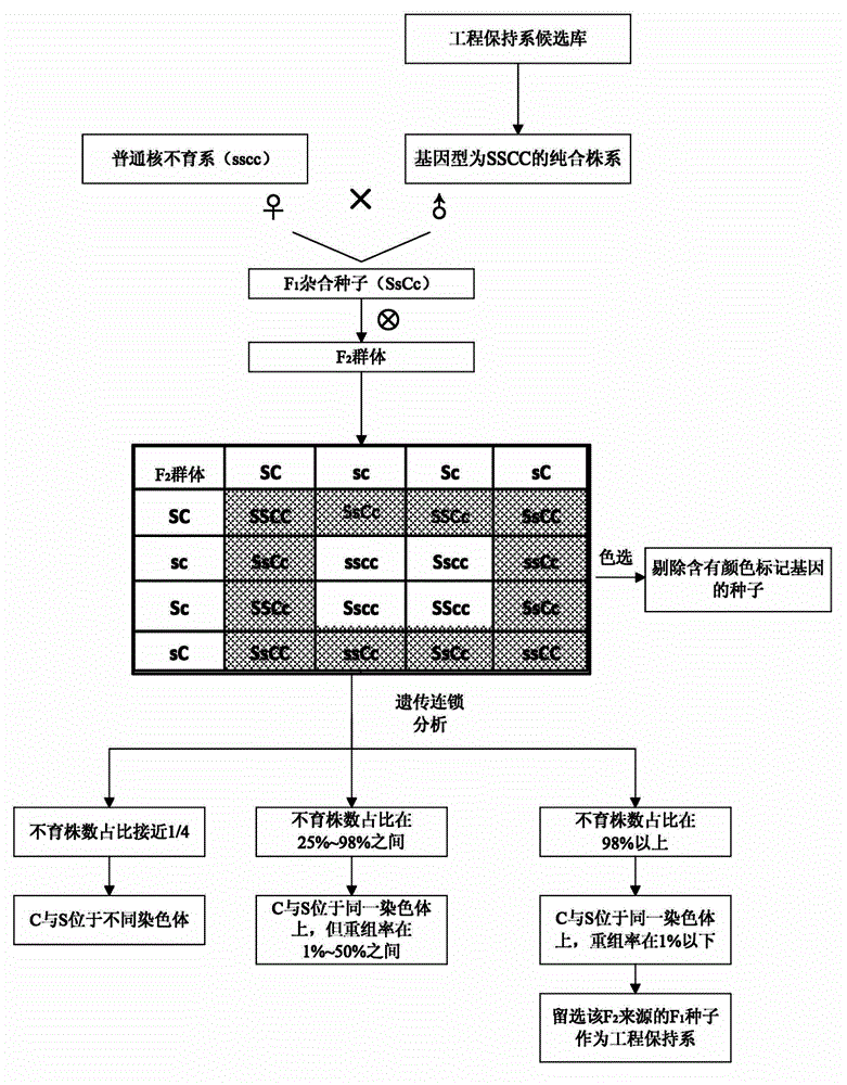 Universal type breeding method for rice engineering maintainer line, and application thereof in propagation of ordinary nucleic male sterility lines of rice