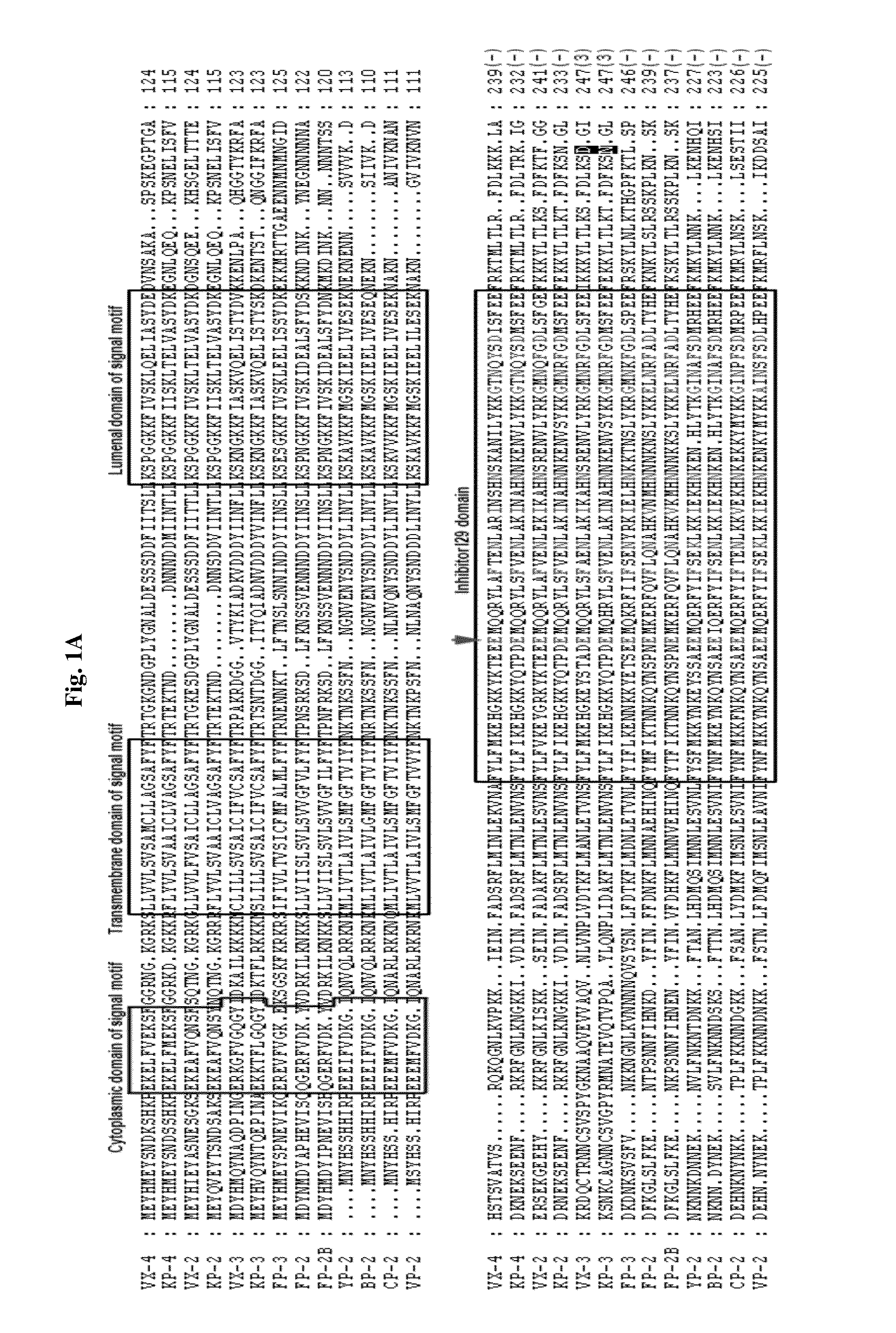 Use of a cysteine protease of Plasmodium vivax