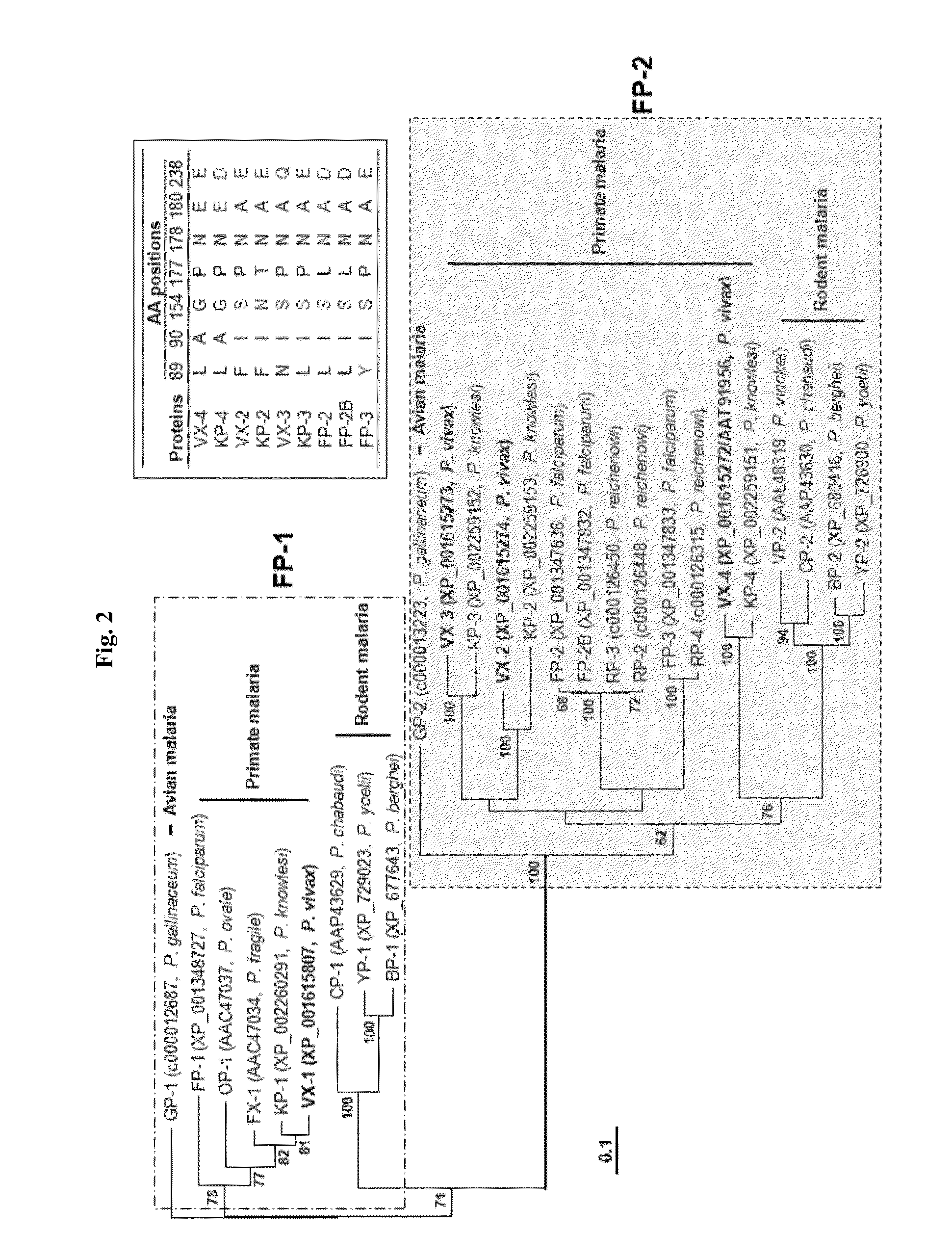 Use of a cysteine protease of Plasmodium vivax