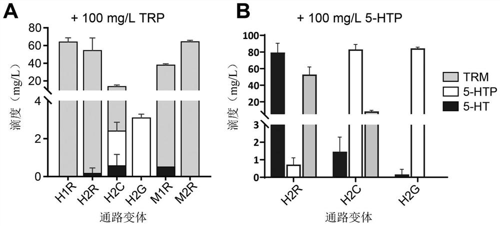 Advanced microbiome therapy engineered for serotonin production in vivo