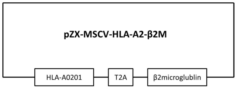 A kind of target cell for testing tcr-t cell killing effect and its preparation method and application