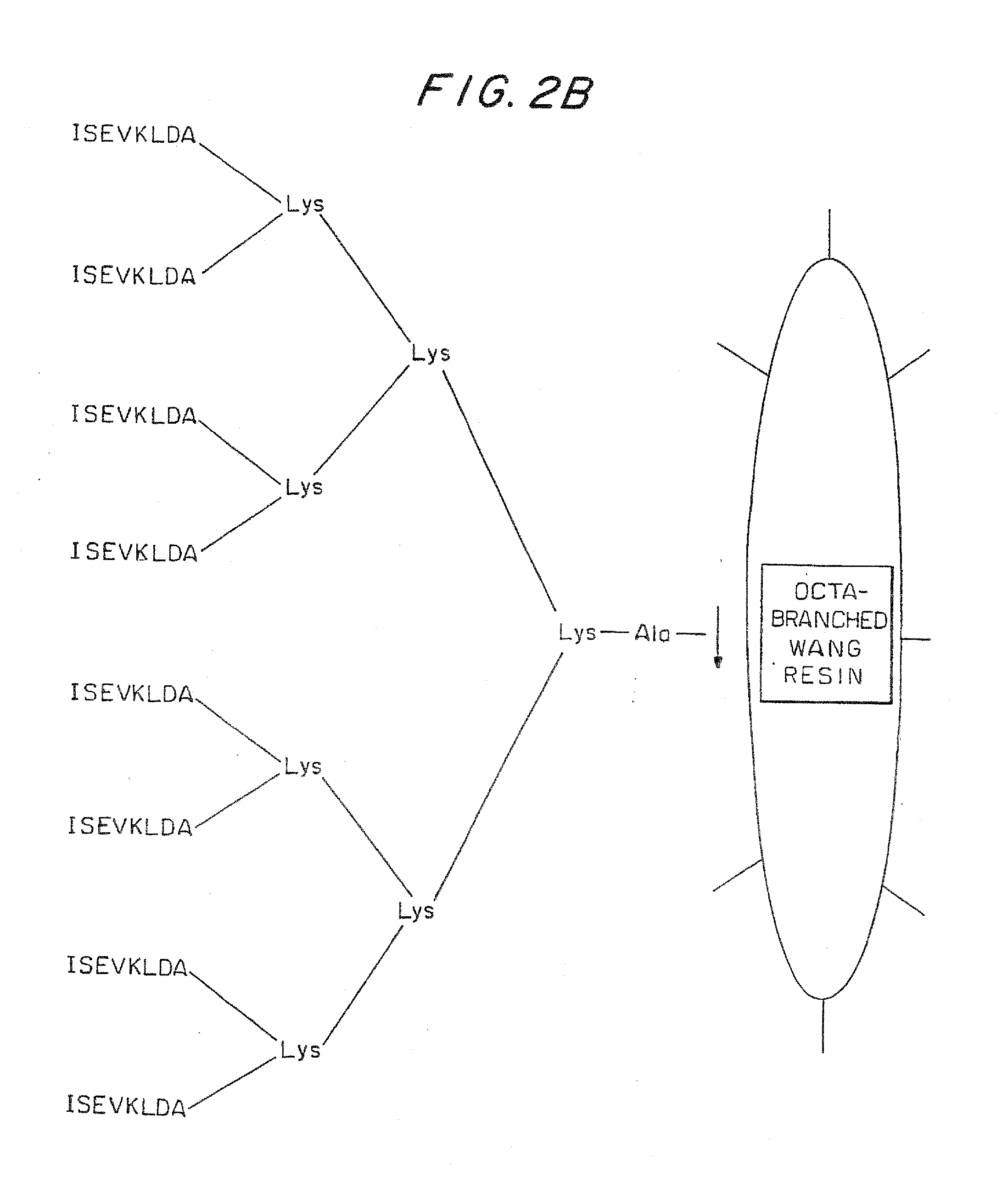 Immunizing compostion and method for inducing an immune response against the beta-secretase cleavage site of amyloid precursor protein