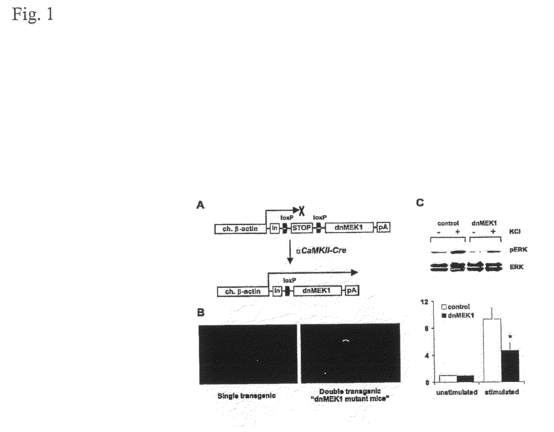 Compositions and Methods for Modulating Cognitive Function