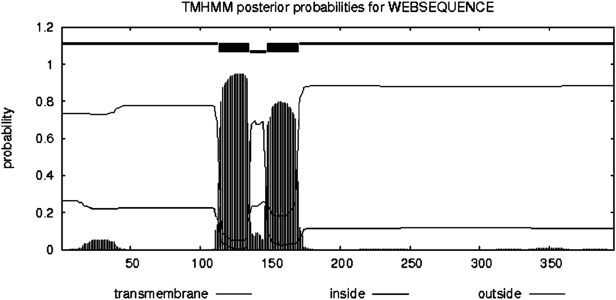 Mevalonate kinase gene in synthetic route of ginkgo terpene lactones, encoded protein and application thereof