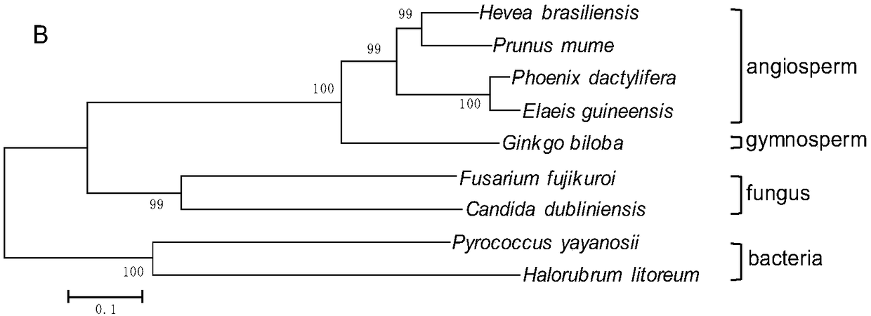 Mevalonate kinase gene in synthetic route of ginkgo terpene lactones, encoded protein and application thereof