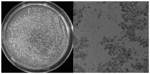 A kind of pantoea pineapple and its agent and application