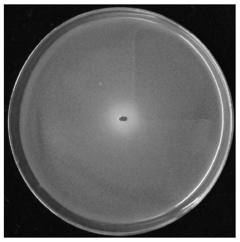 A kind of pantoea pineapple and its agent and application