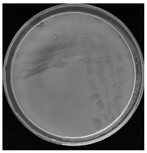 A kind of pantoea pineapple and its agent and application