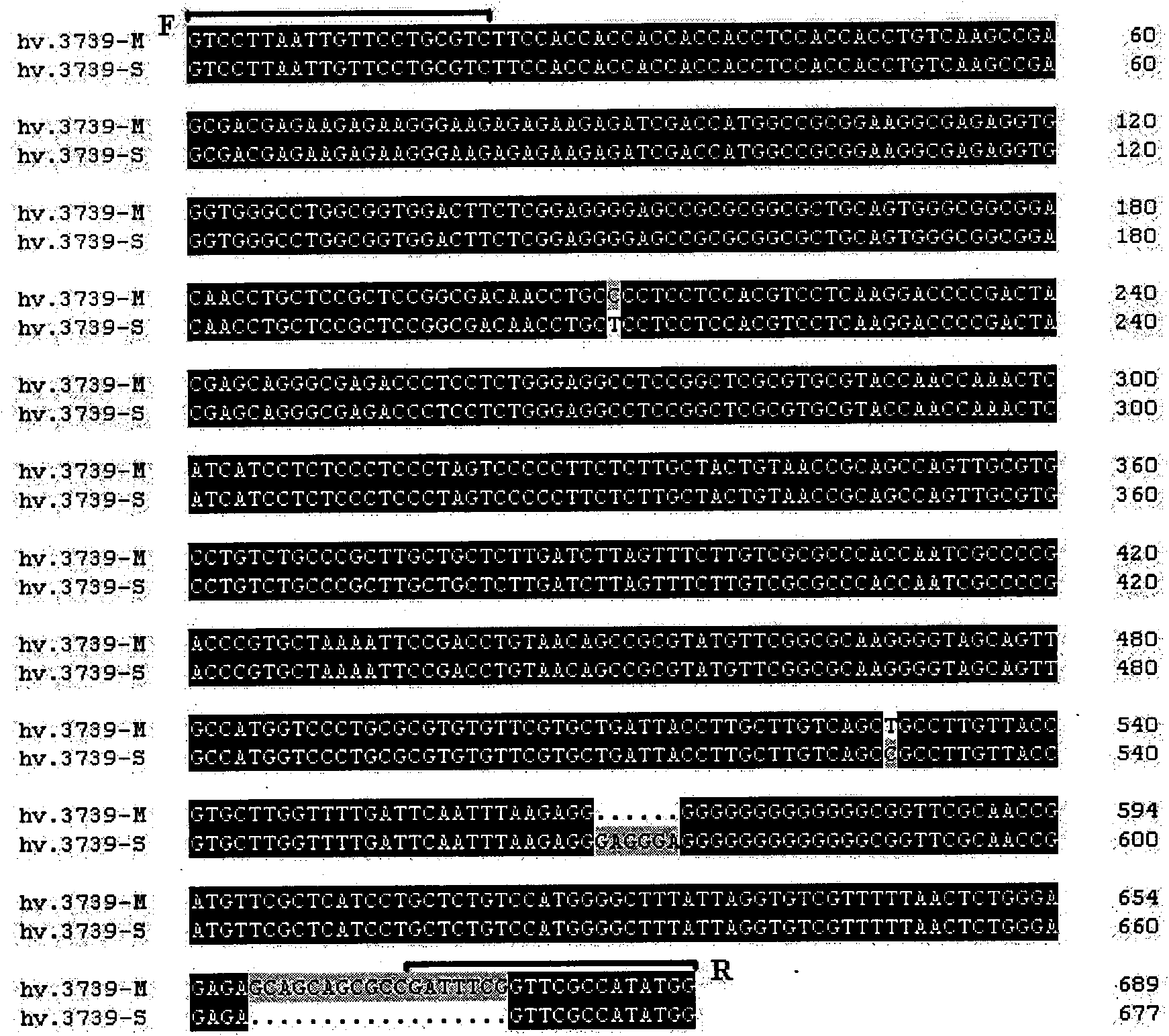 Development of wide stress protein family gene specific molecular marker and application thereof