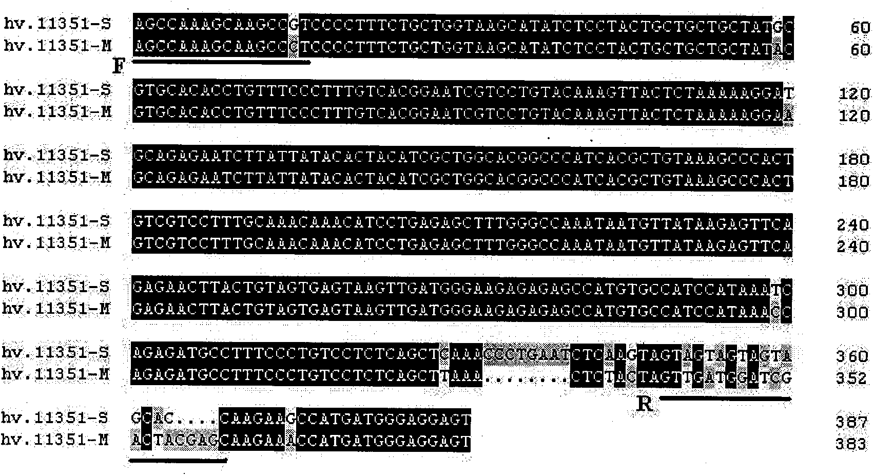 Development of wide stress protein family gene specific molecular marker and application thereof