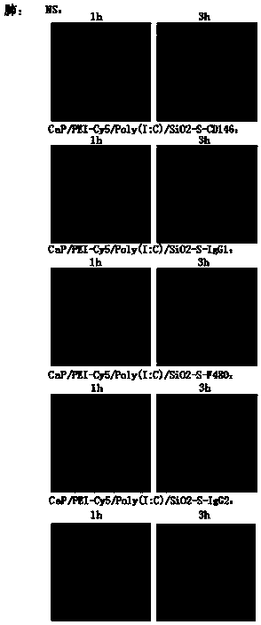 Compound containing cell targeting antibodies and Poly(I:C), preparation method and applications thereof